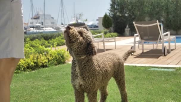 Lagotto romagnolo hond rent naar het zwembad voor een bal — Stockvideo