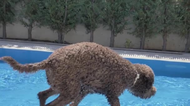 Lagotto romagnolo saltar a la piscina para una pelota — Vídeos de Stock