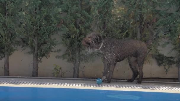 Lagotto Romagnolo köpeği topu ıslattı. — Stok video