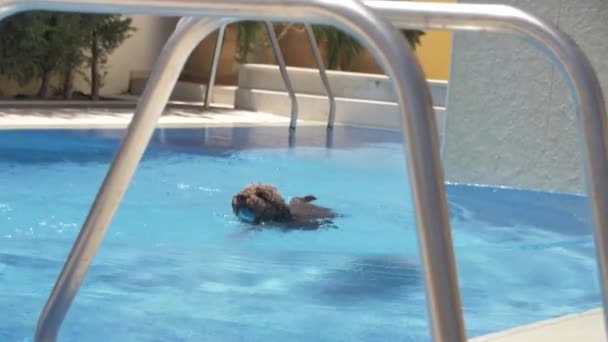 Lagotto romagnolo swims in the pool with a toy — Stock Video