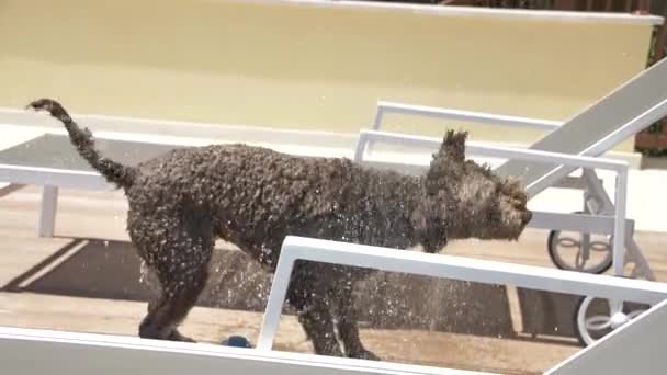 Lagotto romagnolo otrząsa się z wody — Wideo stockowe