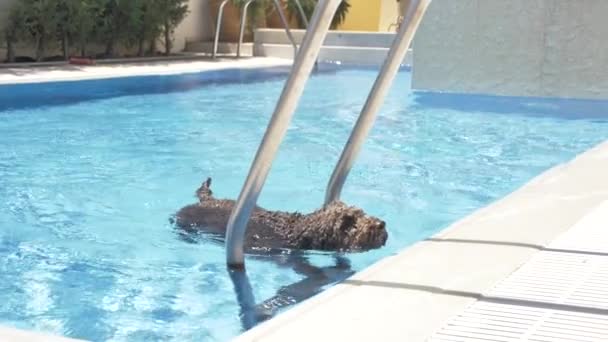 Lagotto romagnolo comes out of the pool — Stock Video