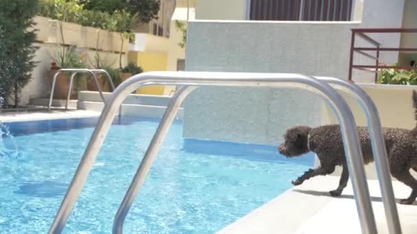 Lagotto romagnolo saltar para a piscina para um brinquedo de bola — Vídeo de Stock