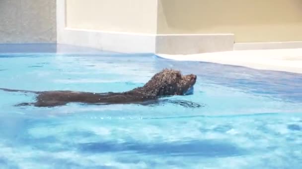 Lagotto romagnolo plavat v bazénu — Stock video