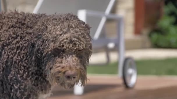 Wet lagotto romagnolo looks at you — Stock Video