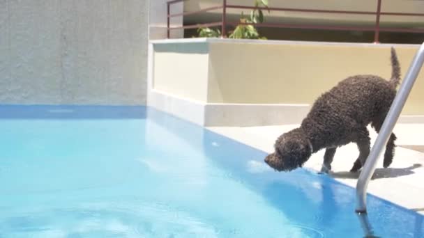 Lagotto romagnolo άλμα στην πισίνα για μια μπάλα — Αρχείο Βίντεο