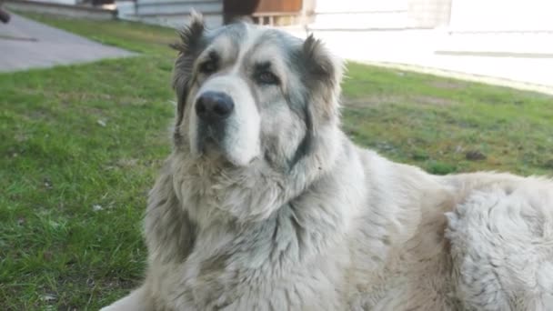 Portret uroczego psa alabajskiego. Zamazane tło. Rasa Alabai. Letni dzień — Wideo stockowe