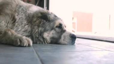 Şirin Üzgün Alabai Köpeğinin Portresi. Bulanık arka plan. Alabai Breed. Yaz günü