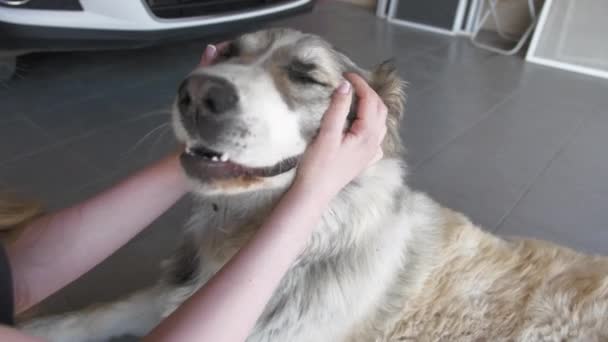 Ένα κορίτσι κάνει μασάζ σε ένα πρόσωπο σκύλου. Πορτρέτο του χαριτωμένου σκυλιού Αλαμπάι. Αλαμπάι Μπριντ. Θερινή ημέρα — Αρχείο Βίντεο