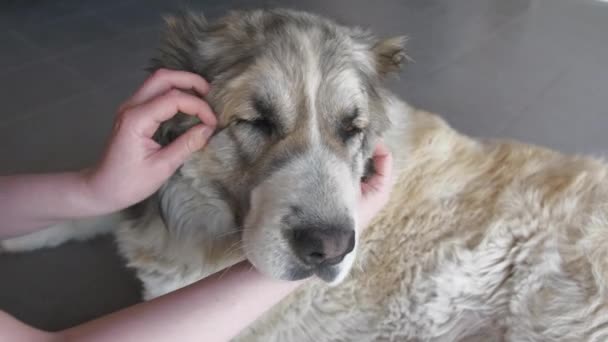 Mädchen massiert ein Hundegesicht. Porträt des süßen glücklichen Alabai-Hundes. Alabai-Rasse. Sommertag — Stockvideo