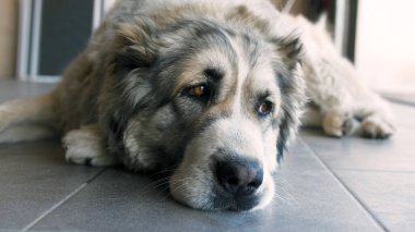 Şirin Üzgün Alabai Köpeğinin Portresi. Bulanık arka plan. Alabai Breed. Yaz günü