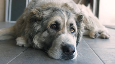 Şirin Üzgün Alabai Köpeğinin Portresi. Bulanık arka plan. Alabai Breed. Yaz günü