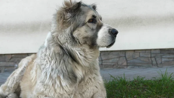 Porträtt av söta Alabai Dog. En suddig bakgrund. Alabai-rasen. Sommardag — Stockfoto