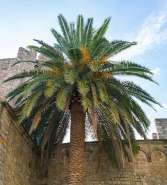 Eski tuğla duvarın yanındaki palmiye ağacı 