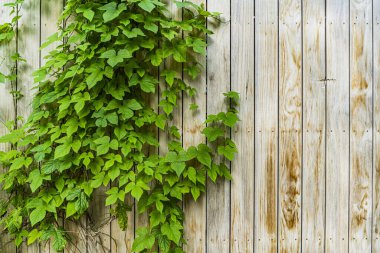 Ivy eski ahşap çitlerde, arka planda
