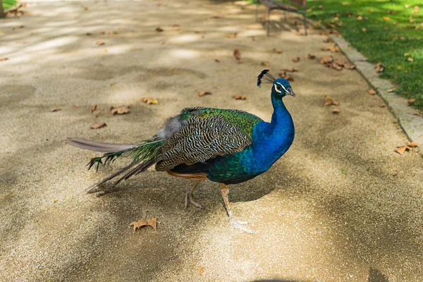 Peacock Går Parken – stockfoto