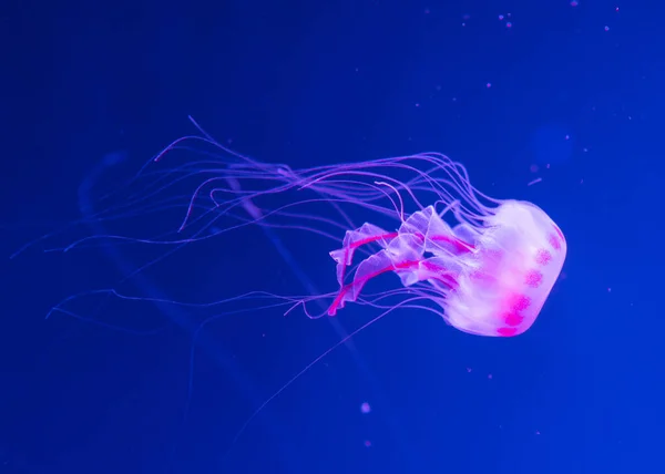 Denizanası akvaryumda yüzer. Isırgan otu sütü, neon ışığı altında denizanası. 