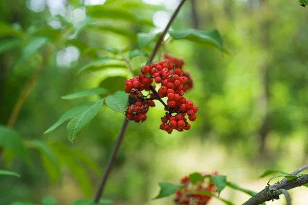 Gros Plan Sureau Rouge Plante Dans Forêt — Photo