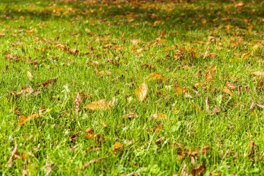 sonbahar yaprakları yeşil çimenlerin üzerinde 
