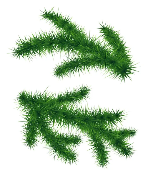 モミの枝のセットです。クリスマス ツリー — ストックベクタ