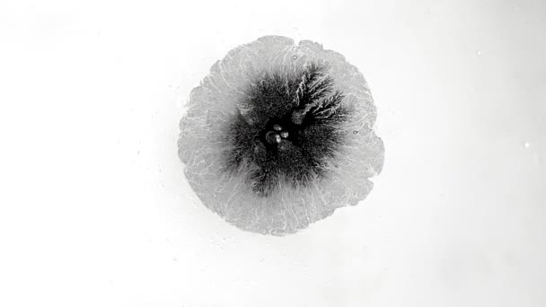 美丽的黑色水彩油墨在白色背景上的运动 一大滴墨水 黑色爆炸 — 图库视频影像