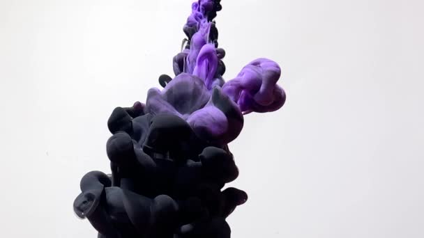 Черные Фиолетовые Акварельные Чернила Красиво Закручиваются Воде Мощный Взрыв Красок — стоковое видео