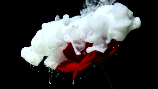 神奇的红玫瑰在奇妙的背景下绽放 白色水墨在黑色底色的水中 一个强大的颜色爆炸 酷的趋势屏幕保护程序 雾中的玫瑰 — 图库视频影像