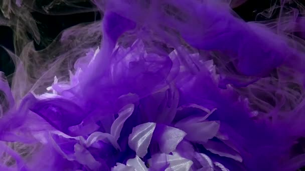 美丽的白色菊花在紫丁香雾中绽放 紫色水彩油墨在黑色底色的水中 三月八日国际妇女节的概念 — 图库视频影像