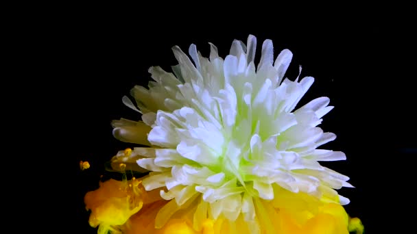 Piękny Wspaniały Biały Kwiat Chryzantemy Żółty Tusz Akwarelowy Wodzie Czarnym — Wideo stockowe
