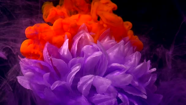 Die Prächtige Weiße Chrysanthemenblüte Fliederfarbenen Nebel Orangefarbene Aquarellfarbe Wasser Auf — Stockvideo