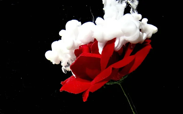 Rosa vermelha e tinta aquarela branca na água em um fundo preto — Fotografia de Stock