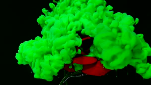 Bella Rosa Rossa Inchiostro Verde Acquerello Acqua Uno Sfondo Nero — Video Stock