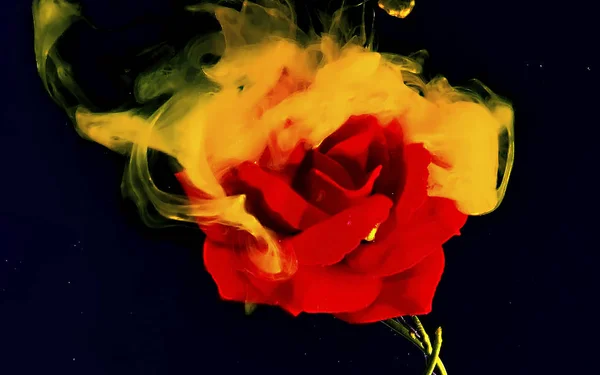 Червона троянда на вогняному тлі. Жовтий акварельний чорнило у воді o — стокове фото