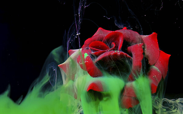 Красная роза и зеленые акварельные чернила в воде на черном фоне
