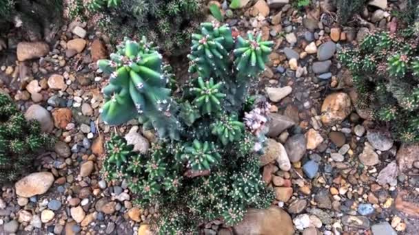 Arbustos Cactos Verdes Nas Pedras Plantas Ornamentais Cactos — Vídeo de Stock