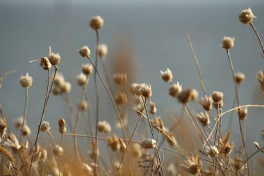 Yaz sahilleri Ukrayna Mykolaiv yakınındaki kır çiçekleri ile. Doğa duvar kağıdı arka plan
