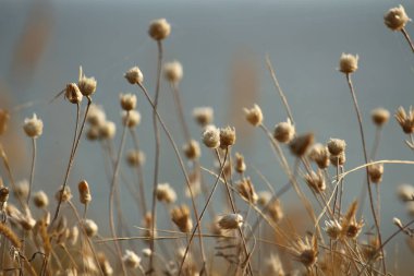 Yaz sahilleri Ukrayna Mykolaiv yakınındaki kır çiçekleri ile. Doğa duvar kağıdı arka plan