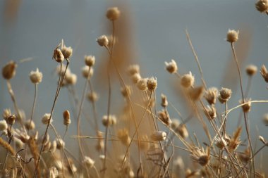 Yaz sahilleri Ukrayna Mykolaiv yakınındaki kır çiçekleri ile. Doğa duvar kağıdı arka plan