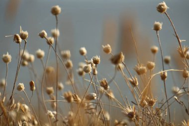 Yaz sahilleri Ukrayna Mykolaiv yakınındaki kır çiçekleri ile. Doğa duvar kağıdı arka plan