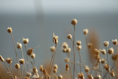 Yaz sahilleri Ukrayna Mykolaiv yakınındaki kır çiçekleri ile. Doğa duvar kağıdı arka plan