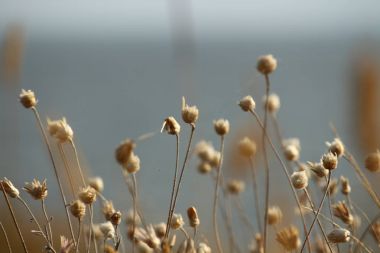 Yaz sahilleri Ukrayna Mykolaiv yakınındaki kır çiçekleri ile. Doğa duvar kağıdı arka plan