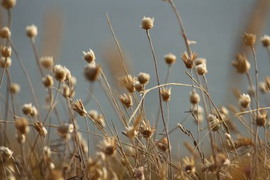 Yaz sahilleri Ukrayna Mykolaiv yakınındaki kır çiçekleri ile. Doğa duvar kağıdı arka plan