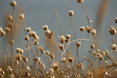 Yaz sahilleri Ukrayna Mykolaiv yakınındaki kır çiçekleri ile. Doğa duvar kağıdı arka plan