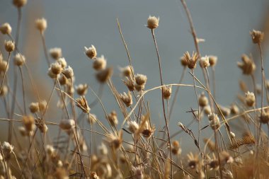 Yaz sahilleri Ukrayna Mykolaiv yakınındaki kır çiçekleri ile. Doğa duvar kağıdı arka plan