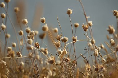Yaz sahilleri Ukrayna Mykolaiv yakınındaki kır çiçekleri ile. Doğa duvar kağıdı arka plan
