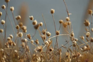 Yaz sahilleri Ukrayna Mykolaiv yakınındaki kır çiçekleri ile. Doğa duvar kağıdı arka plan
