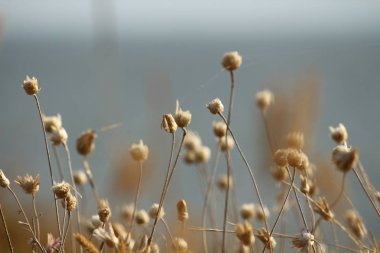 Yaz sahilleri Ukrayna Mykolaiv yakınındaki kır çiçekleri ile. Doğa duvar kağıdı arka plan