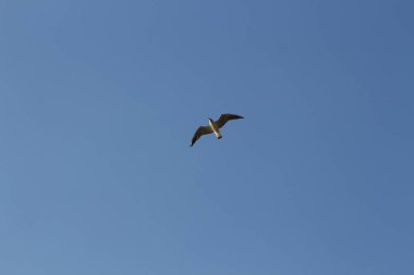 Açık mavi gökyüzünde uçan tek martı. Ukrayna, Karadeniz