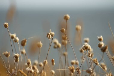 Yaz sahilleri Ukrayna Mykolaiv yakınındaki kır çiçekleri ile. Doğa duvar kağıdı arka plan