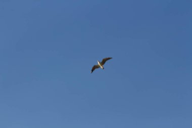 Açık mavi gökyüzünde uçan tek martı. Ukrayna, Karadeniz